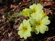 MONTE CASTELLO da Valpiana di Serina il 13 febbraio 2026 - FOTOGALLERY